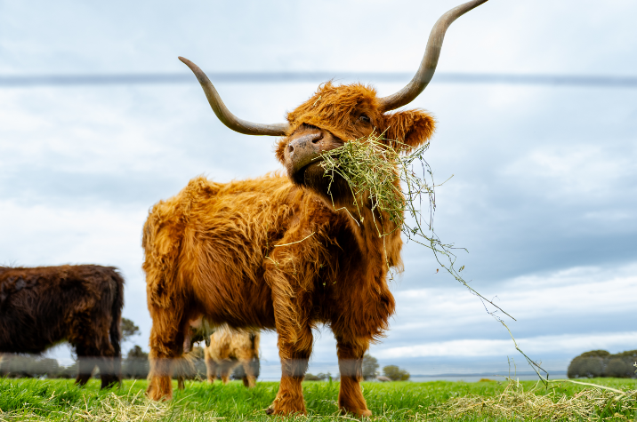 如图片无法显示，请刷新页面